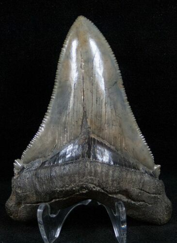 Killer Auriculatus Tooth - Megalodon Ancestor #13643